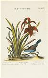 (BIRDS.) Seligmann, Johann Michael. Group of 20 hand-colored engraved plates of birds,